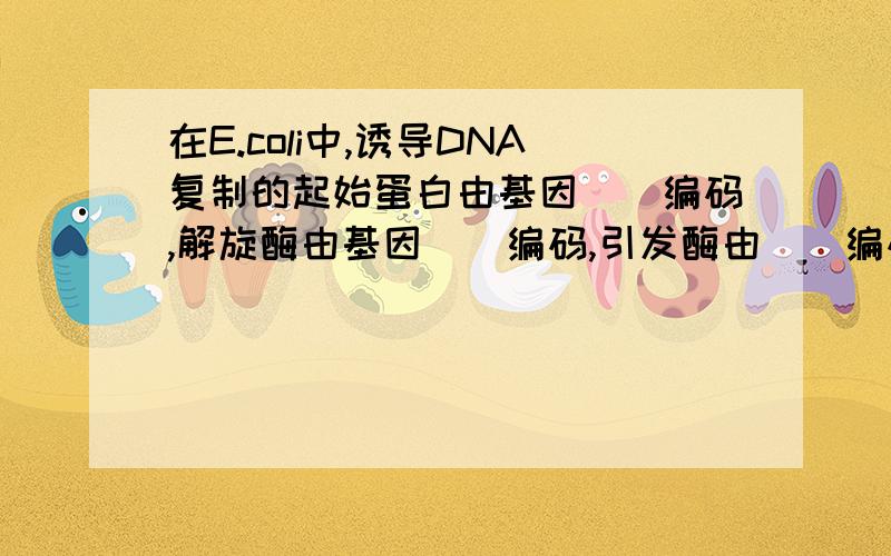 在E.coli中,诱导DNA复制的起始蛋白由基因__编码,解旋酶由基因__编码,引发酶由__编码,冈崎片断的延伸和连接由酶_______和_______完成