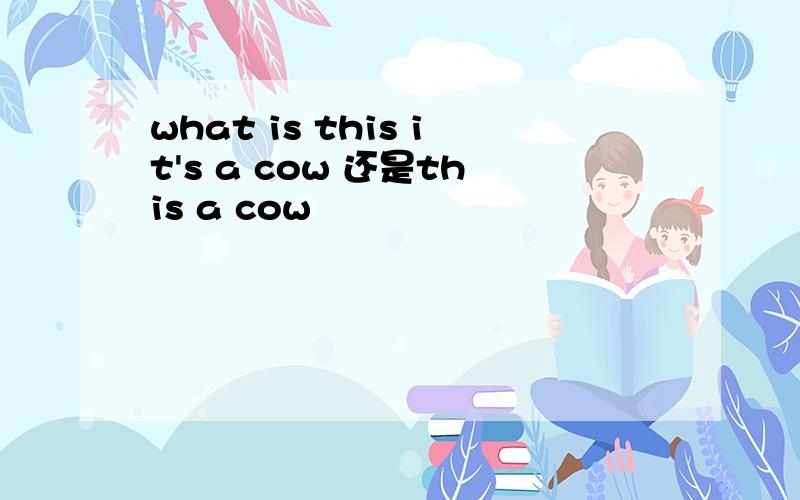 what is this it's a cow 还是this a cow