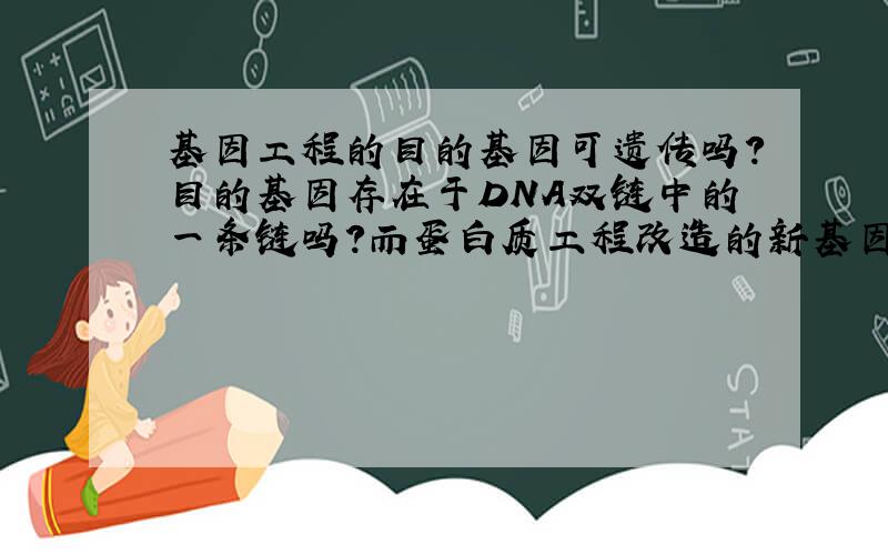 基因工程的目的基因可遗传吗?目的基因存在于DNA双链中的一条链吗?而蛋白质工程改造的新基因在双链中都有