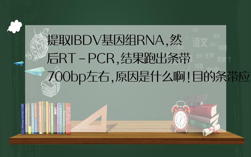 提取IBDV基因组RNA,然后RT-PCR,结果跑出条带700bp左右,原因是什么啊!目的条带应该是3000bp左右.