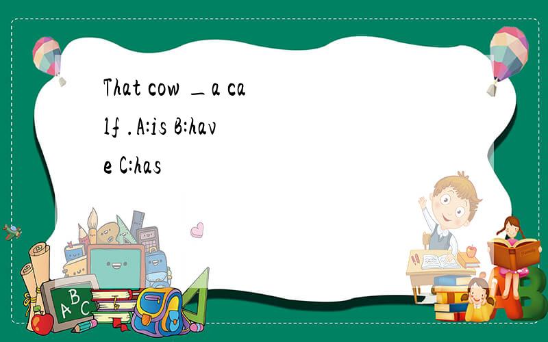 That cow _a calf .A:is B:have C:has