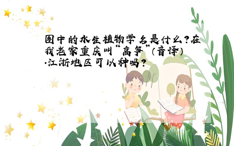 图中的水生植物学名是什么?在我老家重庆叫“高笋”（音译）.江浙地区可以种吗?