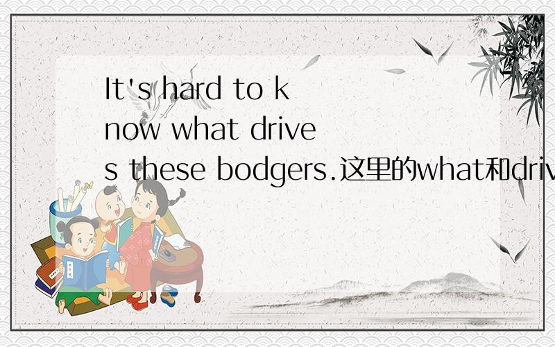 It's hard to know what drives these bodgers.这里的what和drives是什么用法 ,