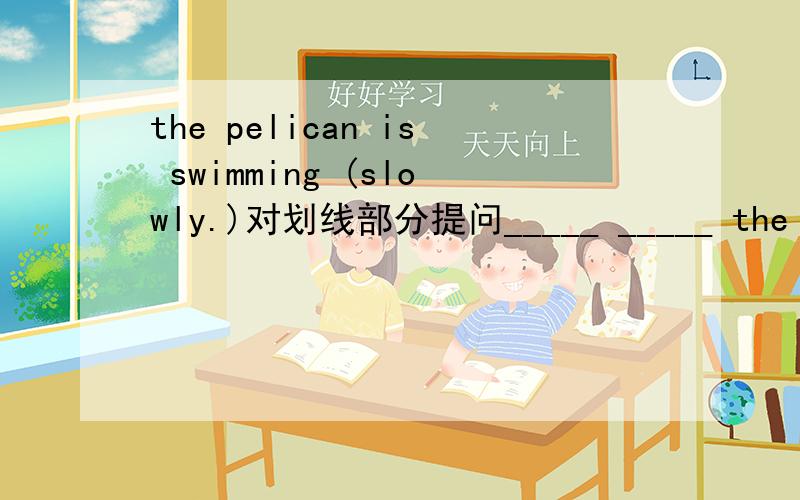 the pelican is swimming (slowly.)对划线部分提问_____ _____ the pelican _____?