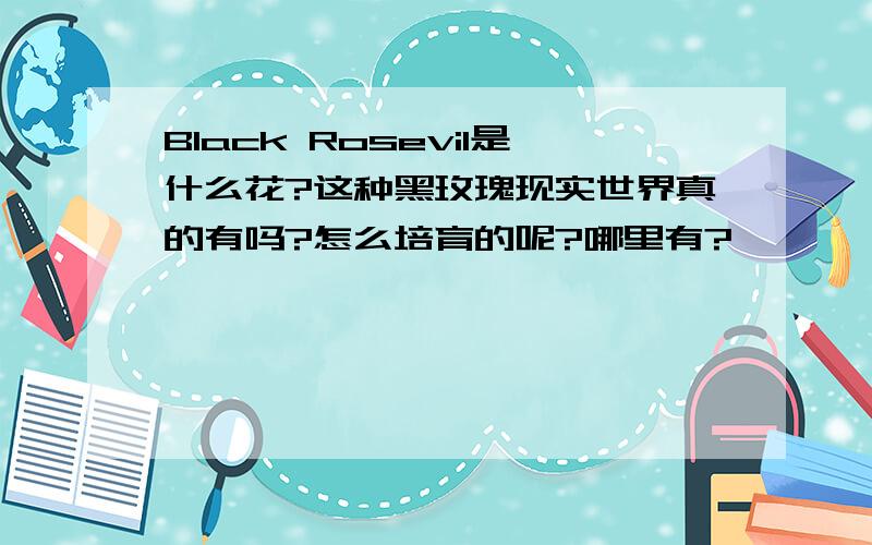 Black Rosevil是什么花?这种黑玫瑰现实世界真的有吗?怎么培育的呢?哪里有?