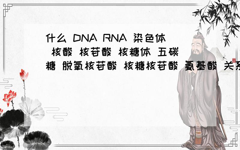 什么 DNA RNA 染色体 核酸 核苷酸 核糖体 五碳糖 脱氧核苷酸 核糖核苷酸 氨基酸 关系它们之间有什么关系