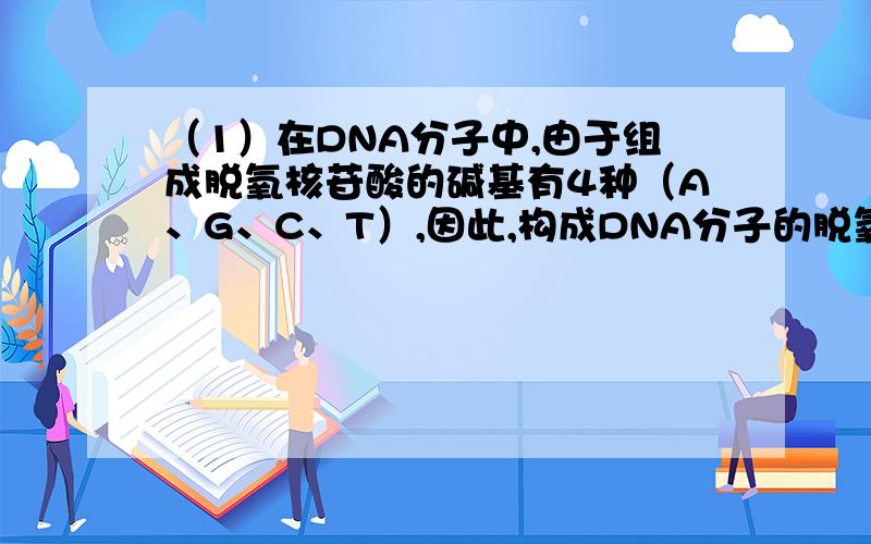 （1）在DNA分子中,由于组成脱氧核苷酸的碱基有4种（A、G、C、T）,因此,构成DNA分子的脱氧核苷酸也有4种,它们的名称是：（　　　）、（　　　）、（　　　）和（　　　）