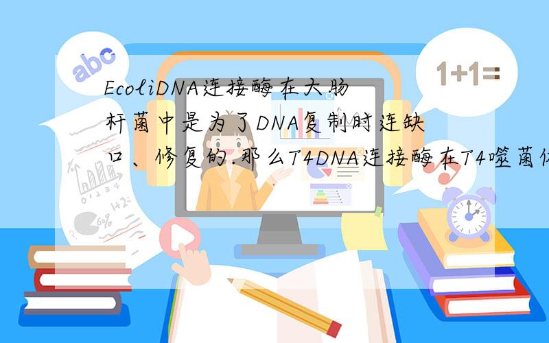 EcoliDNA连接酶在大肠杆菌中是为了DNA复制时连缺口、修复的.那么T4DNA连接酶在T4噬菌体中的作用是什么呢?（T4噬菌体又不是在自己内部DNA复制的）如果是为了将自己的DNA和细菌的DNA连在一起从