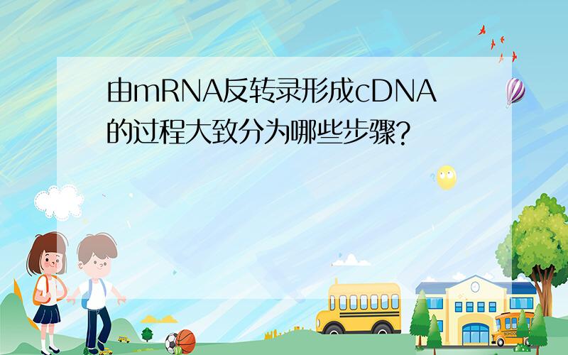 由mRNA反转录形成cDNA的过程大致分为哪些步骤?