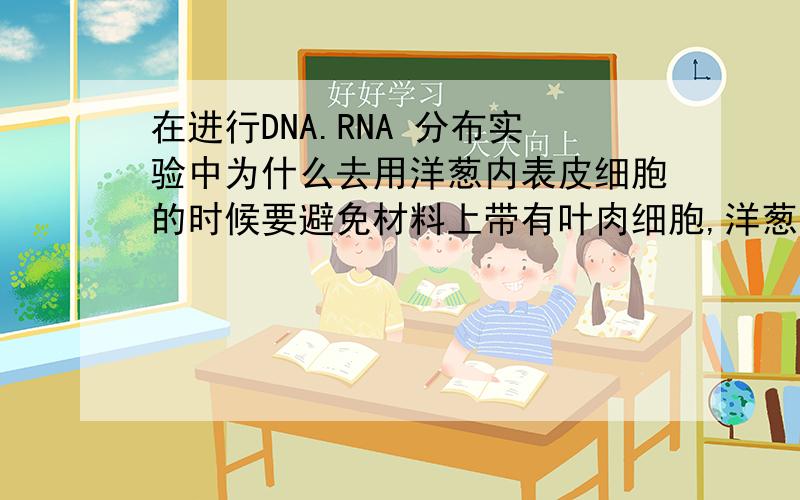 在进行DNA.RNA 分布实验中为什么去用洋葱内表皮细胞的时候要避免材料上带有叶肉细胞,洋葱叶肉细胞应该不含叶绿体吧应该不会干扰实验呀