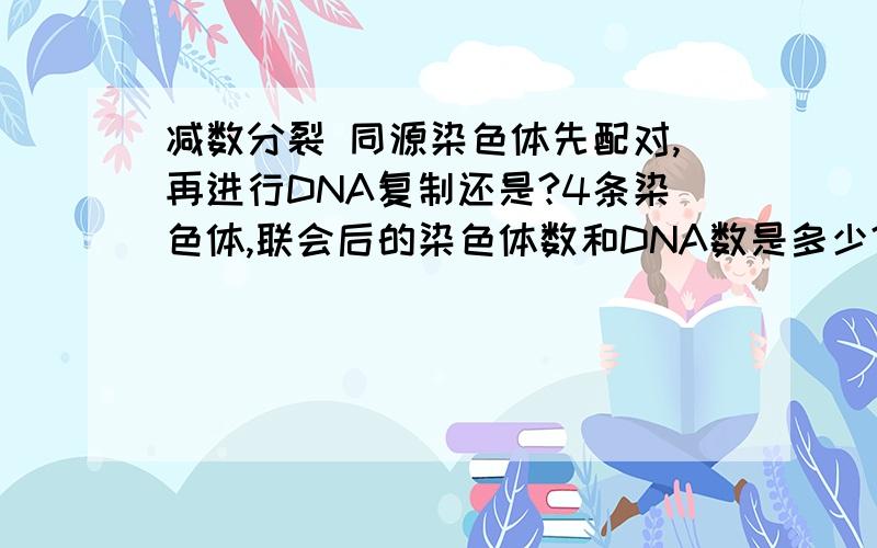 减数分裂 同源染色体先配对,再进行DNA复制还是?4条染色体,联会后的染色体数和DNA数是多少?是先进行DNA复制还是先联会配对?那联会后，同源染色体是指一对染色体(4个DNA分子）？