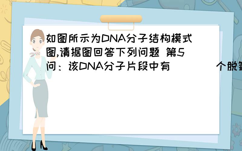 如图所示为DNA分子结构模式图,请据图回答下列问题 第5问：该DNA分子片段中有____个脱氧核如图所示为DNA分子结构模式图,请据图回答下列问题 第5问：该DNA分子片段中有____个脱氧核苷酸.DNA分