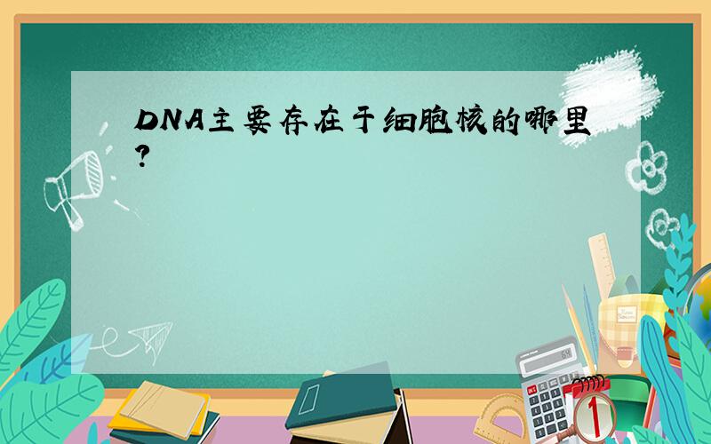 DNA主要存在于细胞核的哪里?