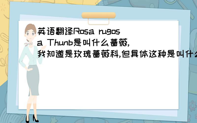 英语翻译Rosa rugosa Thunb是叫什么蔷薇,我知道是玫瑰蔷薇科,但具体这种是叫什么名字的蔷薇,求翻译