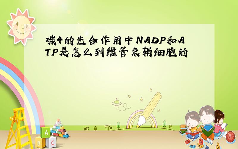 碳4的光合作用中NADP和ATP是怎么到维管束鞘细胞的