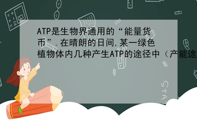 ATP是生物界通用的“能量货币”.在晴朗的日间,某一绿色植物体内几种产生ATP的途径中（产能途径产生的能量均以ATP来衡量）,总产量最多的是A．所有叶肉细胞线粒体内膜上产生的ATP B．所有