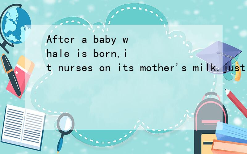 After a baby whale is born,it nurses on its mother's milk,just like the young of land mammals.译为