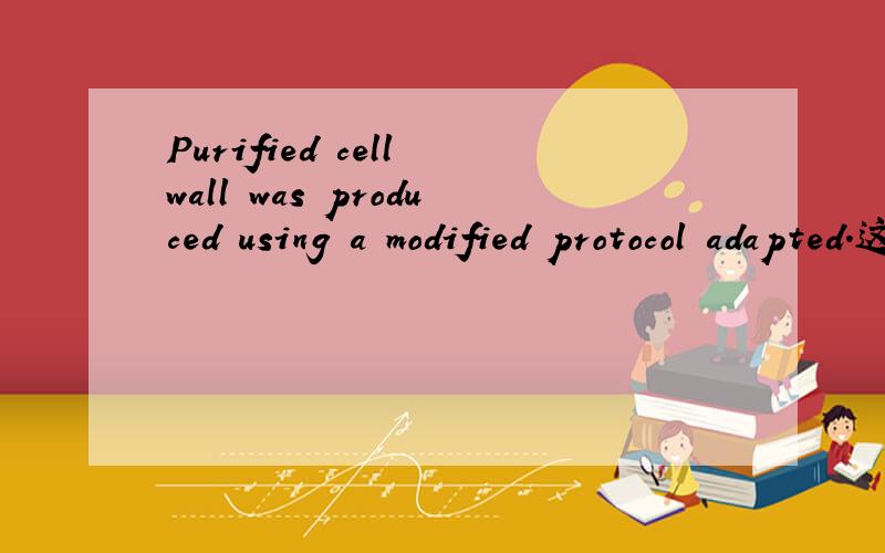 Purified cell wall was produced using a modified protocol adapted.这句话应怎么翻译,主要是后半部分