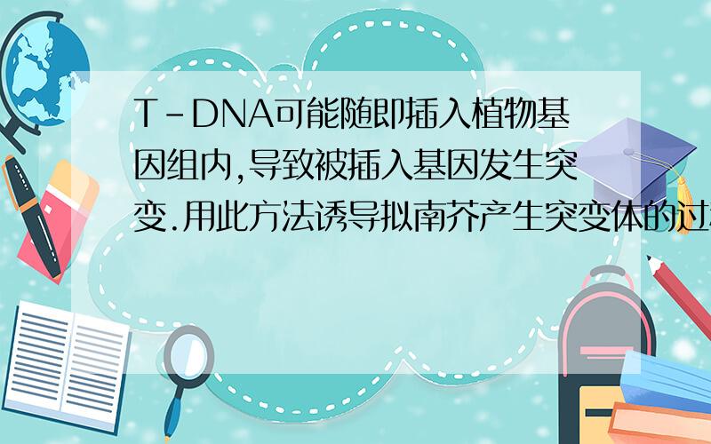 T-DNA可能随即插入植物基因组内,导致被插入基因发生突变.用此方法诱导拟南芥产生突变体的过程如下：种植野生型拟南芥,待植物形成花蕾时,将地上部分浸入农杆菌（其中的T-DNA上带有抗除
