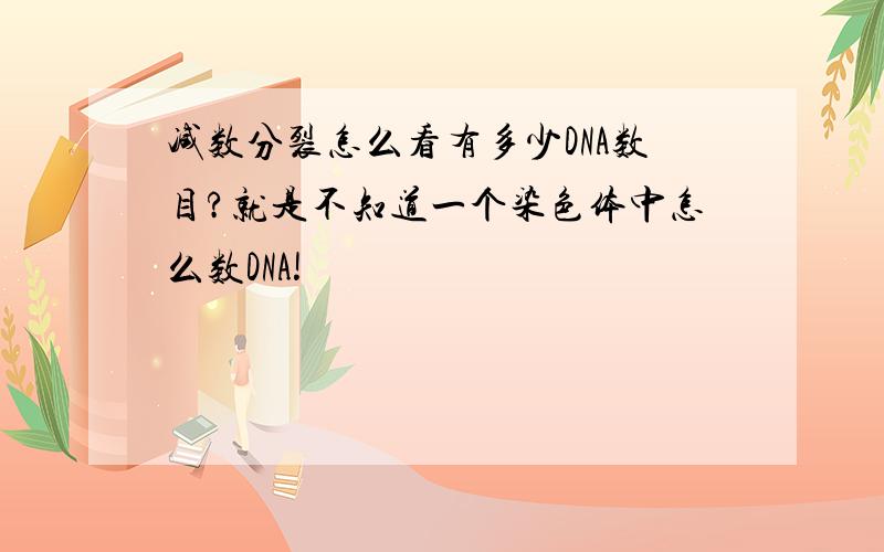 减数分裂怎么看有多少DNA数目?就是不知道一个染色体中怎么数DNA!